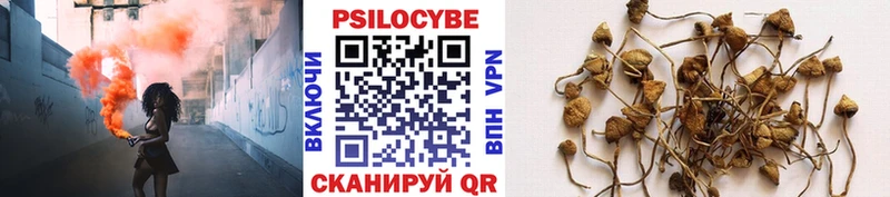 Псилоцибиновые грибы Psilocybe  Дедовск 